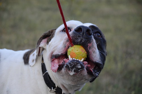 large dog toy