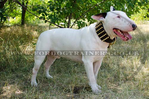 Wide spiked dog collar for Bull Terrier