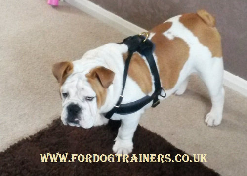 English Bulldog harness for pulling