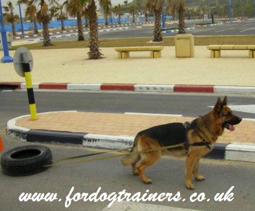 Pulling dog harness on German Shepherd