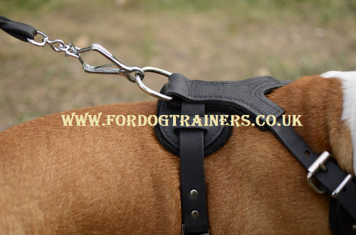 Best Staffordshire Bull Terrier harness