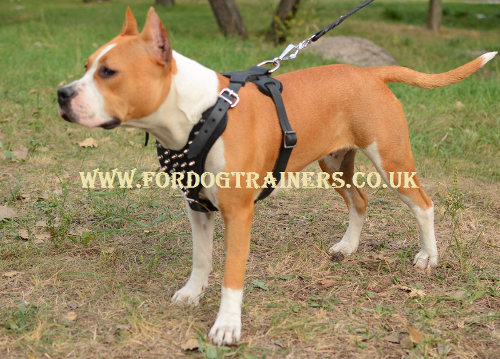 Best Staffordshire Bull Terrier harness