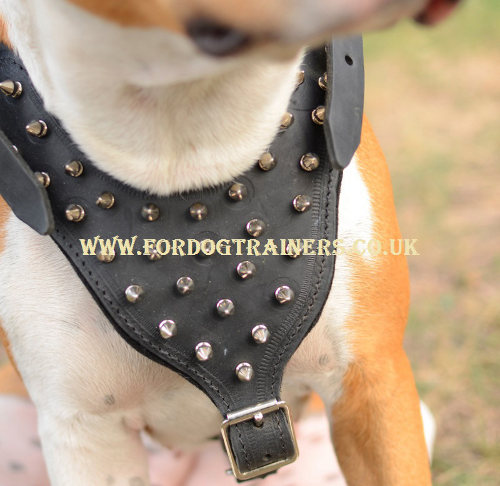 Best Staffordshire Bull Terrier harness