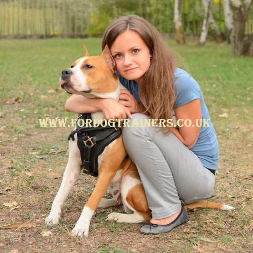 Staffy harness bestseller UK