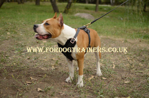 Staffy harness bestseller UK