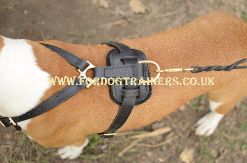 Staffy harness bestseller UK