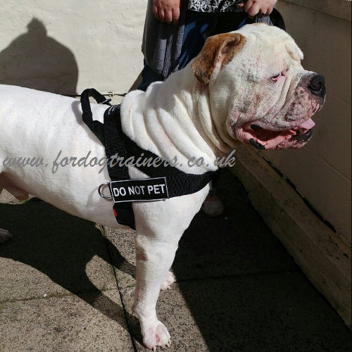 Buy Dog Harness for American Bulldog