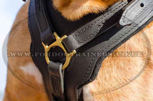 Dogue De Bordeaux Harness UK