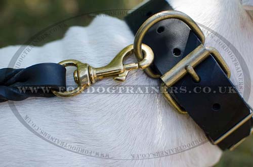 Strong Dog Collar for English Bull Terrier