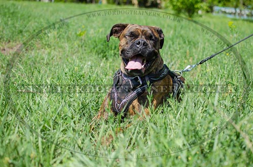 Boxer Dog Training Harness with handle