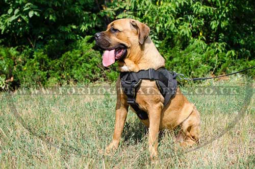 Cane Corso dog harness