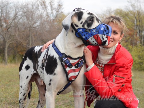 Hand Painted Dog Harness and Muzzle on Great Dane handmade dog harness leather