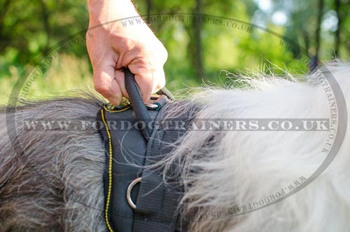 Nylon Dog Harness with Handle