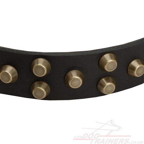 studded dog collar