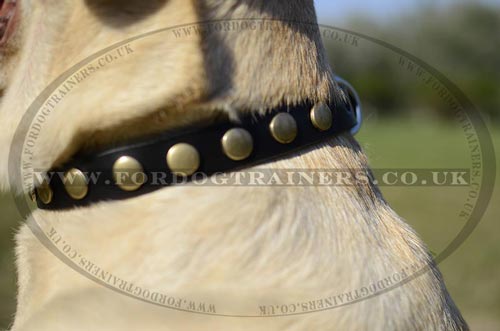 Studded dog collar for Labrador