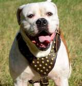 Studded dog harness