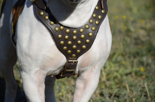 designer dog harness