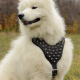 Studded dog harness