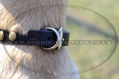 Studded dog collar for Labrador