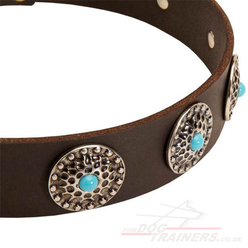 studded dog collar online