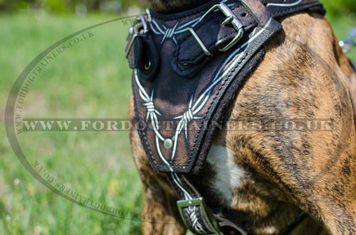 Boxer Dog Training Harness with handle