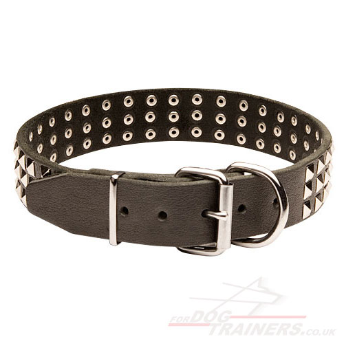 English Bull Terrier collar