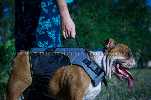 English Bulldog Vest for Dog Hip Dysplasia