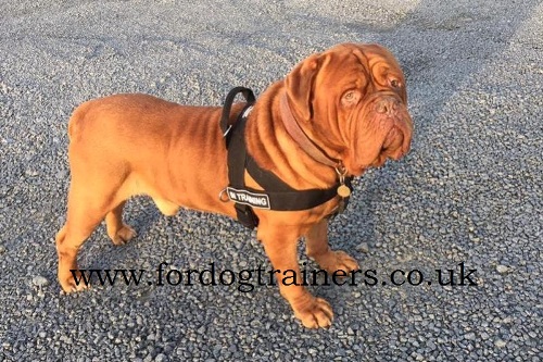 The Best Dog Harness for Mastiff