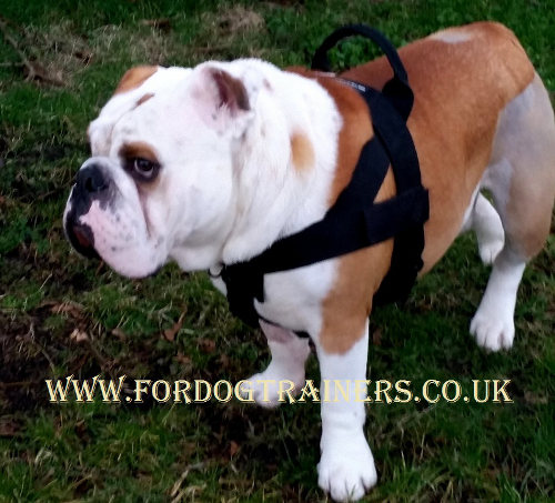 English Bulldog harness