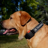 Dog training collar