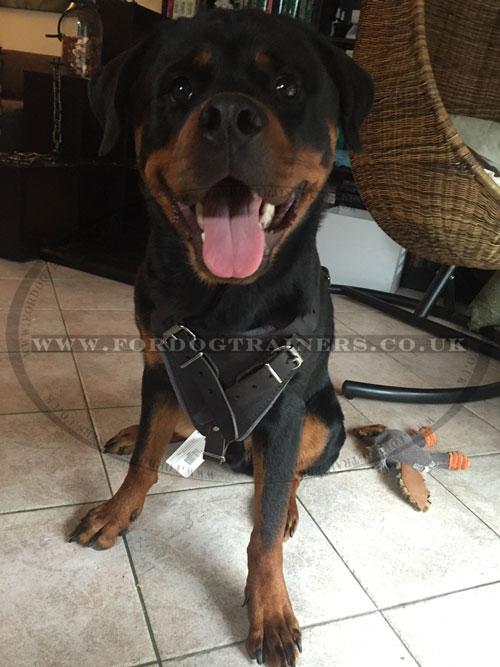 Best Dog Harness for Rottweiler