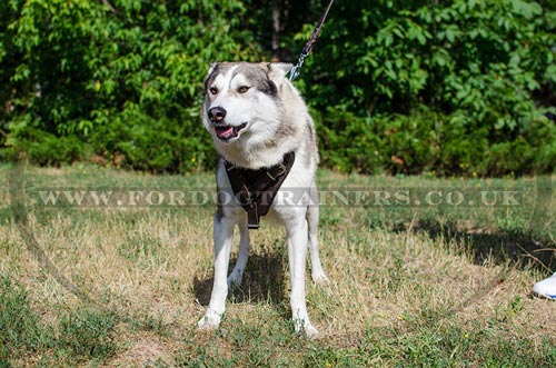 Husky Training Dog Harness