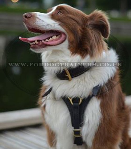 Dog Leather Harness for Australian Shepherd