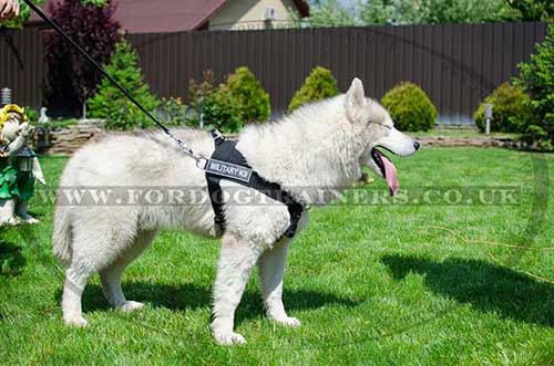 Service Dog Harness K9