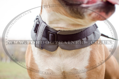 Warm Dog Harness Coat for Amstaff