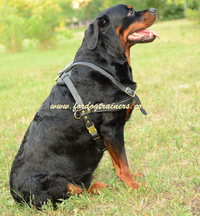 Rottweiler dog on sale belt