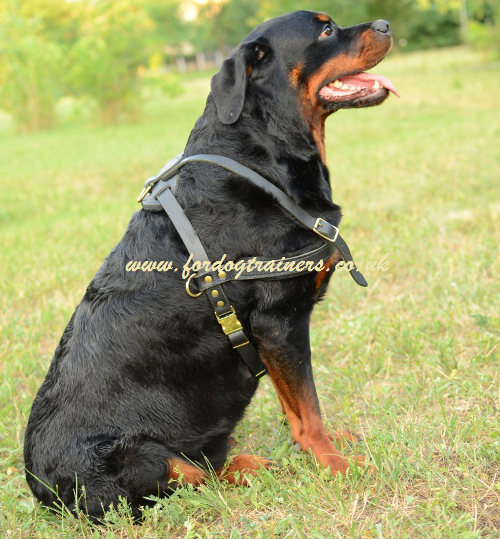 Weight pulling dog harness for Rottweiler