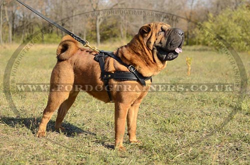 Shar Pei Harness UK