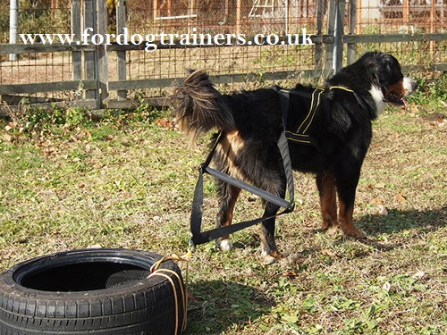 sport dog harness