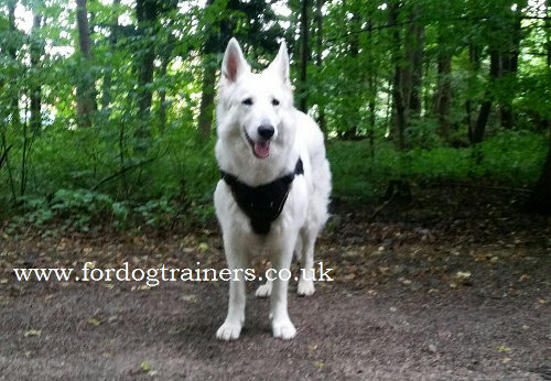 Shepherd dog harness