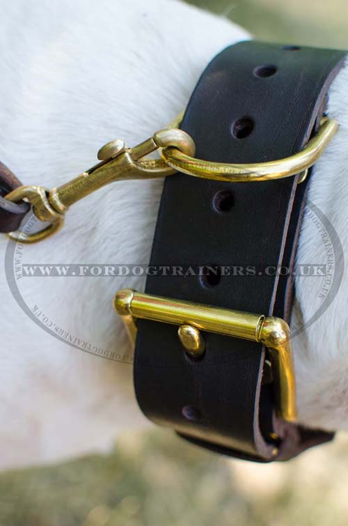 Spiked dog collar for Bull Terrier
