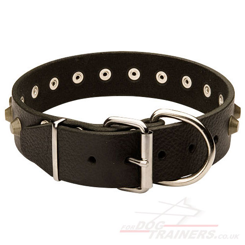 Wide Dog Collar