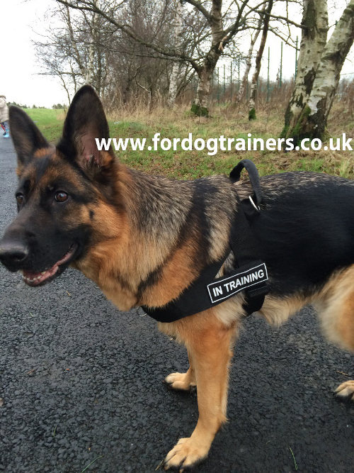 German Shepherd Harness UK