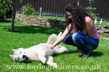 dog veterinarian visiting