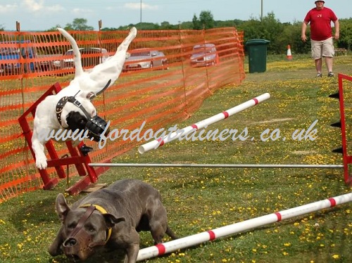 Dog Jumping Training