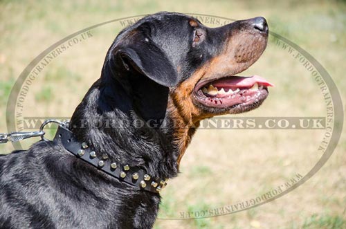 German Rottweiler Collars