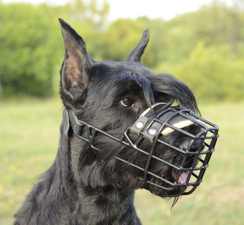 best dog muzzle for large dogs