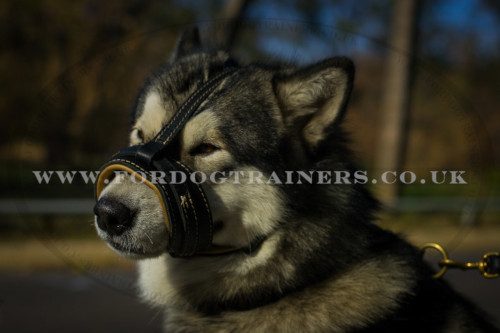 Alaskan Malamute Dog Muzzle to Stop Barking