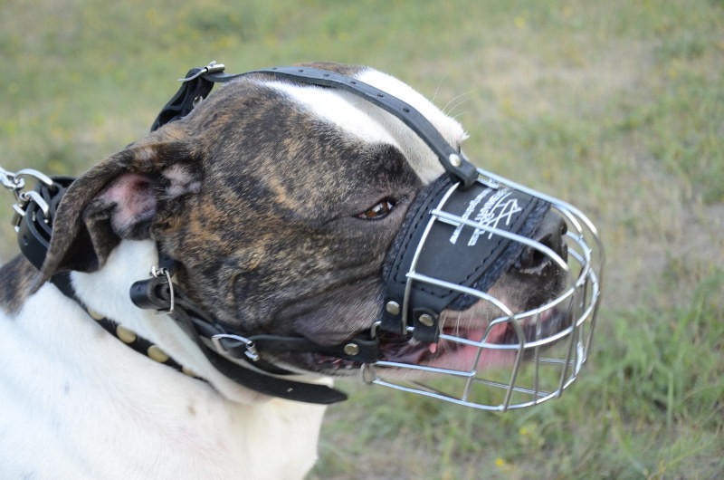 American Bulldog Muzzle