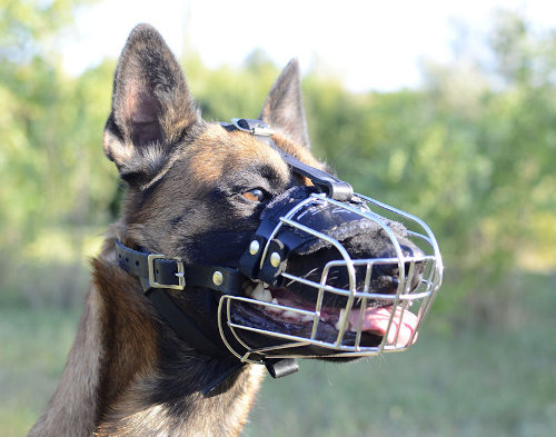 Everyday Use Dog Muzzle for Malinois